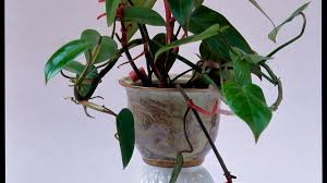 Image result for Filodendron Philodendron