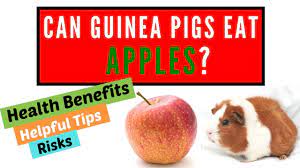 Pin On Guinea Pig Youtube