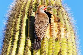 The saguaro cactus is a large species of cactus that dominantly grows in the arizona state of the us. Flicker In Saguaro Hole Agv Woco Deserti Fl Spikessatapr21 2018 120 Jan Emming