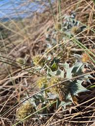 Image result for Oenanthe procumbens