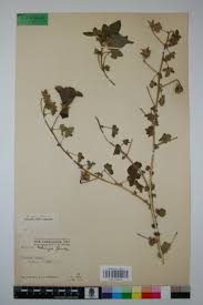 Image result for Hibiscus schinzii