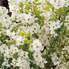 Image result for Exochorda