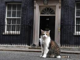 Larry the Cat festeggia 10 anni a Downing Street: «Sono già pronto a celebrare i 20»- Corriere.it