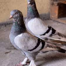 taklaci guvercin paylasimi pigeonturkey instagram photos and videos batman hayvanlar ucan kus