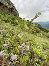 Image result for Heteromorpha stenophylla