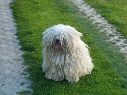 The mop dog, the hungarian puli puli, the strongest watching fog ever, is more and more popular this cute 'mop dog' is considered to be a real hungaricum. Wow You Re Really Hairy Puli Dog Puli Dog Breed Dog Breeds