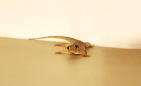 Maybe you would like to learn more about one of these? 7 Cara Mengusir Cicak Yang Gampang Banget Dilakukan