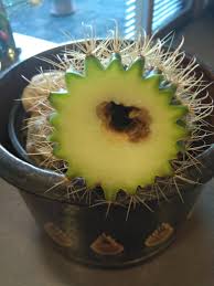 It comes in unique sizes, shapes, and flowers. My Parodia Was All Black And Rotten Around The Base So I Wanted To Save The Top By Cutting It Off Too Replant It Now I See This What Causes The Cactus