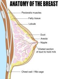 What's the best way to get rid of a blister? How To Relieve And Prevent Clogged Milk Ducts The Natural Way