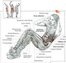 The rib cage has many attachment points to other important muscles, like the neck, abdominals, and upper back. Latest Blog Effective Rib Cage Workout