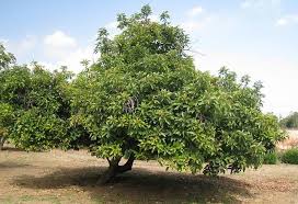 It is grown in gardens and farms in hawaii, mainly as an attractive ornamental plant. Avocado Diseases And Pests Description Uses Propagation