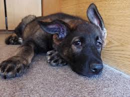 Black And Red German Shepherd Puppies For Sale In Nj My 9 1 2 Week Old Sable German Shepherd Riley Sable German Shepherd German Shepherd Puppies German Shepherd