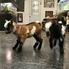 Jumpy Baby Goats Video In 2020 Funny Animal Videos Animals Baby Animals Funny