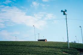 日本茶マガジン