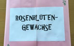 Das deckblatt in der bewerbung hebt sie von der masse ab. Lapbook Pflanzenfamilien Gms Karlsbad Waldbronn