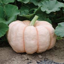 It has dark orange, smooth, sweet, nutty flesh and a small seed cavity. 13 Types Of Pumpkin To Know About