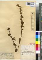 Image result for Kotschya