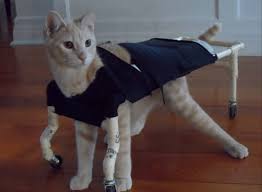 So can cerebellar hypoplasia be prevented? Kitty Disorders