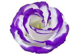 Maybe you would like to learn more about one of these? Lisianthus Mercato Dei Fiori