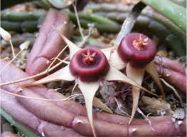 Image result for Huernia verekeri