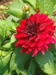Mexico Mexico Dahlia Dalia Dahlia Sp Dalia Juarezii Http En Wikipedia Org Wiki Dahlia Http Es Wikipedia Org Wiki D Petal Pushers Dahlia Flowers
