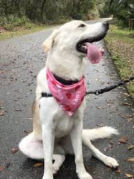 About lil rascals dog rescue lil rascals dog rescue began for the same reason many others begin their rescue missions. Pet Rescue By Judy 79 Photos 80 Reviews Animal Shelters 401 S Laurel Ave Sanford Fl Phone Number