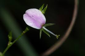 Image result for Galactia striata