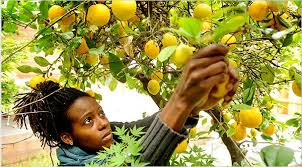 Sold everything in new york after living there for 36 years. Foraging For Fruit Gains Popularity The New York Times