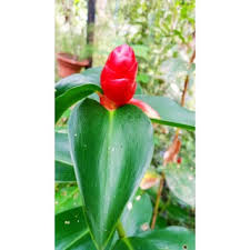 We did not find results for: Setawar Halia Merah Costus Woodsonii Red Button Ginger Shopee Malaysia
