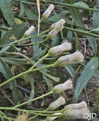 Image result for Boscia salicifolia