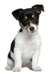 Pets At Petco The Y Guide