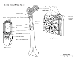 The diaphysis is the main or midsection of a long bone. Bone Structure And The Anatomy Of Long Bones