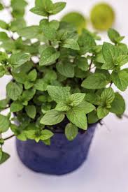 La menthe poivrée est une plante riche en antioxydants : Menthe Planter Et Cultiver Ooreka
