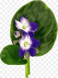 Purple velvet african violet flower on green background, outline hand painted drawing. Violet Flower Drawing Violet Watercolor Painting Purple Violet Png Pngwing