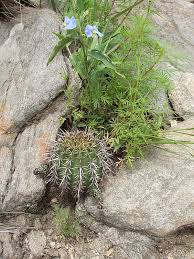 Image result for Cavacoa aurea