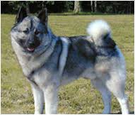 norwegian elkhound dog breed facts and traits hills pet