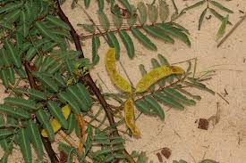 Image result for Mimosa pigra