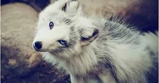 صور ذئاب خلفيات ذئاب مفترسة رمزيات ذئب جميلة جدا موقع حصري Cute Animals Animals Beautiful Animals Wild
