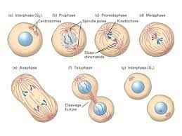 We did not find results for: Cell Cycle Mitosis