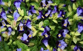 Perawatan, penanaman, penaburan, atau bahkan ukuran lobelia mudah. Cara Menanam Dan Merawat Bunga Torenia Wishbone Flower Agar Cepat Berbunga Bagi Pemula Faunadanflora Com