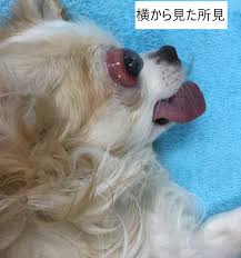 モリヤ動物病院