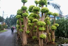 Di video kali ini saya memperlihatkan kepada kalian semua bagaimana membentuk percabangan bonsai anting putri serta contoh gerak dasar yang bagus. Jual Bonsai Anting Putri Harga Terbaik