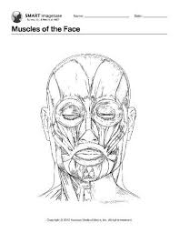 Kids should understand the boundaries. Muscles Of The Face Muscles Of The Face Anatomy Bones Coloring Books