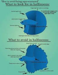 Breed Standard For Halfmoon Bettas Betta Fish Care Breeding Betta Fish Pet Fish