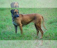 We love our ridgebacks and do everything in our power to keep them happy, be the healthiest possible, live their ultimate, longest life span. View Ad Rhodesian Ridgeback Puppy For Sale Near Florida Apopka Usa Adn 228816