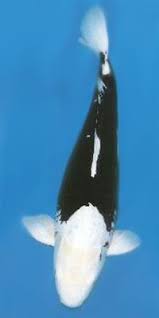 Black And White Koi Yotsujiro Black Koi With White Head Pectoral Dorsal And Caudal Fins