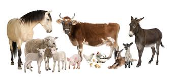 Check spelling or type a new query. Farm Animals Hd Wallpapers Background Images