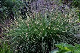 Image result for Carex angolensis