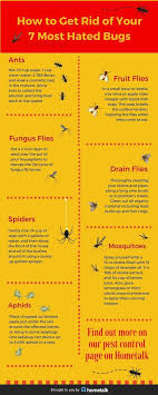 A pest in the house. 98 Bugs Bunny Ideas Bugs Bunny Bunny Looney Tunes