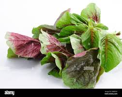 Image result for Amaranthus dubius